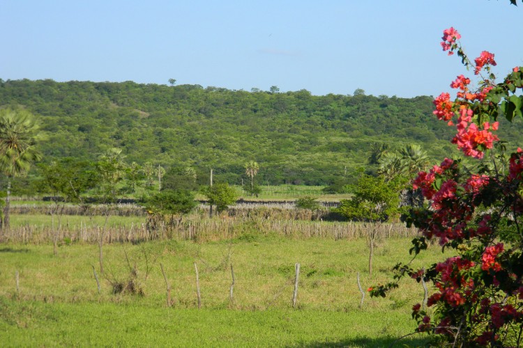 Funceme prevê chuvas em todas macrorregiões do Estado no início da semana
(Foto: Paisagens do sertão cearense se transformam com chuvas)