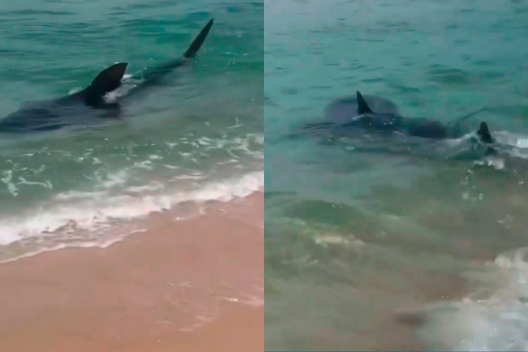 O tubarão foi visto próxima à faixa de areia da praia e surpreendeu os banhistas