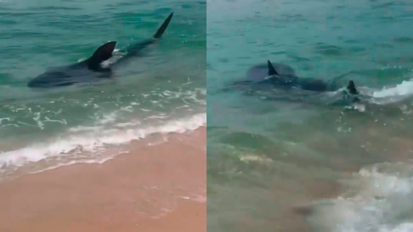 Sem perceber, banhista nada ao lado de tubarão em praia de Fortaleza, Ceará