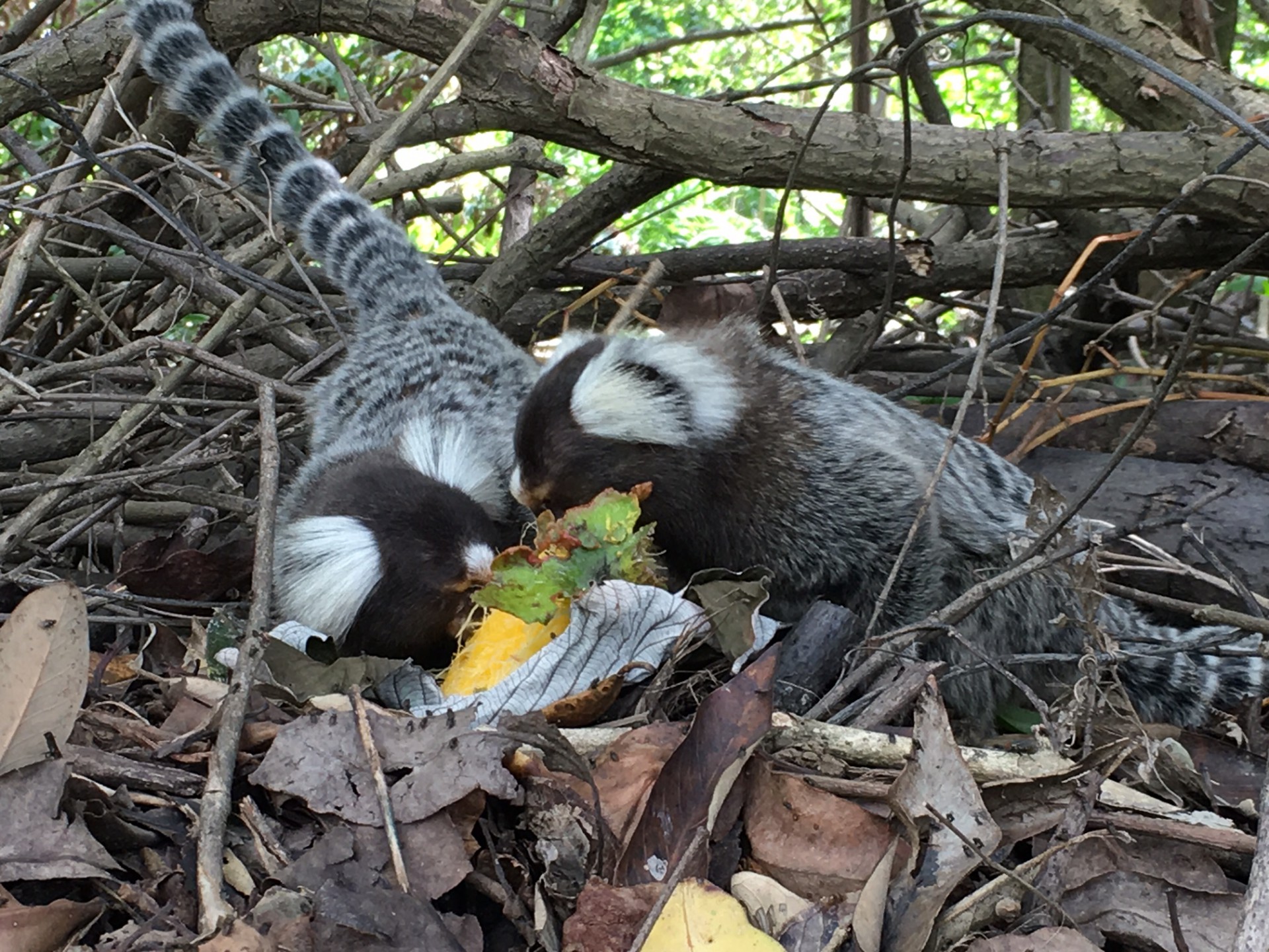 SOINS do Parque Estadual do Cocó, em Fortaleza. É comum visitantes oferecerem resto de comida e frutas para os saguis. Mesmo sem intenção, os humanos podem contaminar e matar os pequenos macacos (Foto: Demitri Túlio)