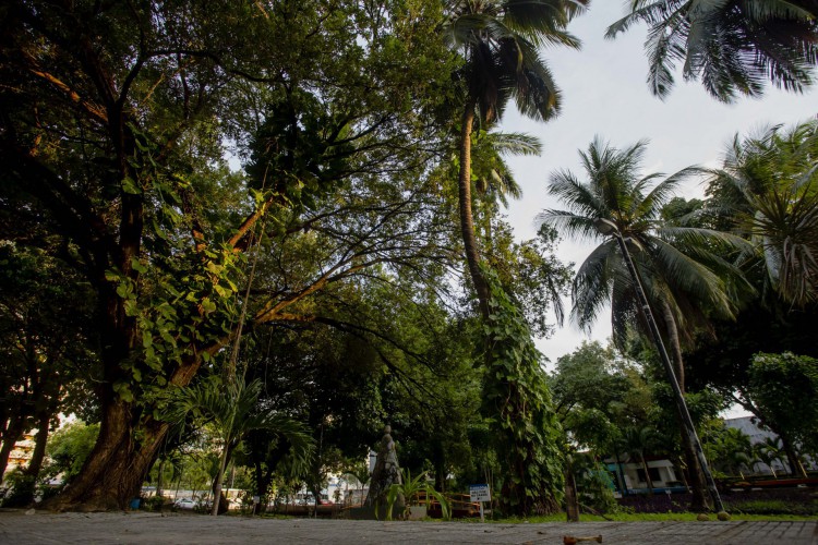 Árvores da Praça do Pajeú, próxima à avenida Dom Manuel. Novo edital de arborização terá árvores de grande porte