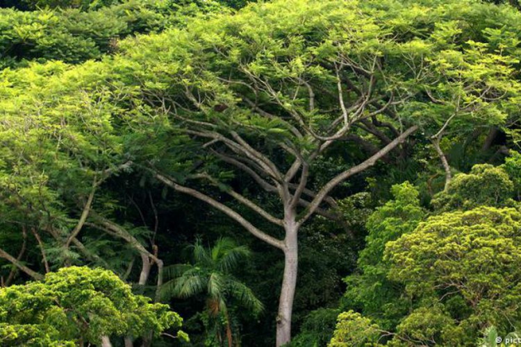 Locais vistoriados foram escolhidos com base nos dados gerados pelo sistema de monitoramento do Inpe e do MapBiomas