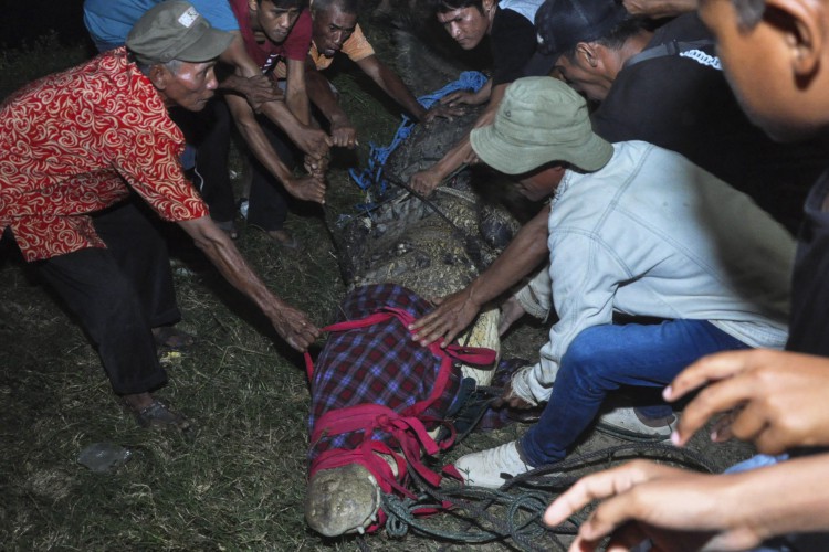 Moradores libertam um crocodilo de um pneu que ficou preso em seu pescoço por cerca de cinco anos, antes de soltá-lo em um rio em Palu, Sulawesi Central, em 7 de fevereiro de 2022