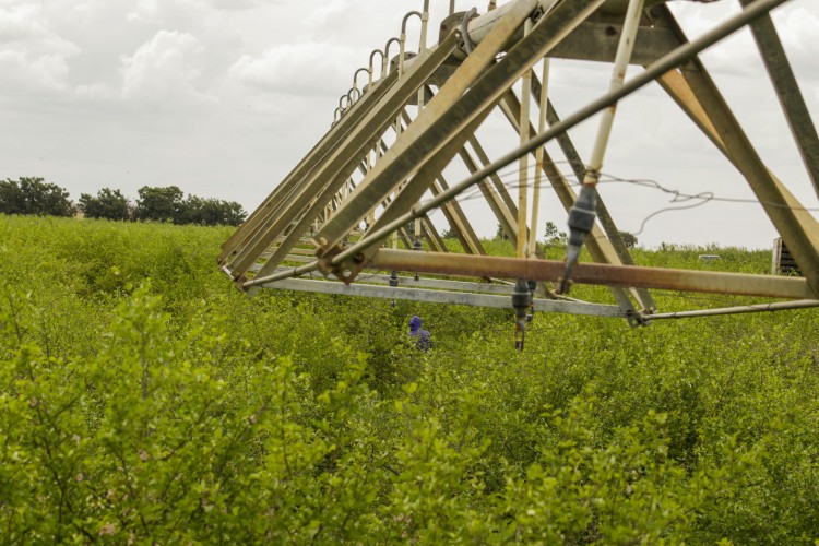 ￼ERRO na cobrança tarifária ocorreu em 2021 e afetou produtores rurais irrigantes