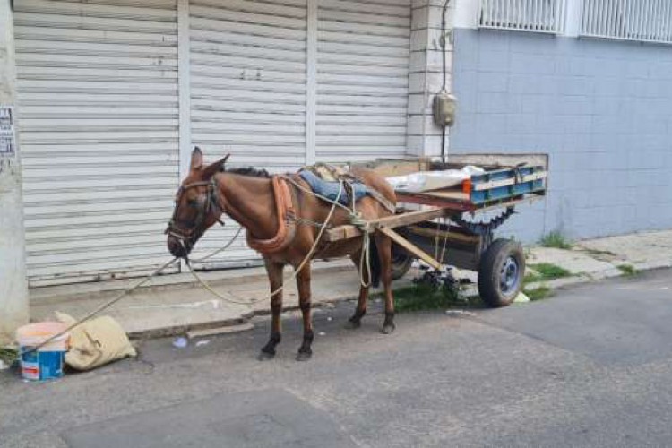 PM foi ao local a partir de uma denúncia de que um jumento estaria  preso a uma carroça e amarrado em um poste