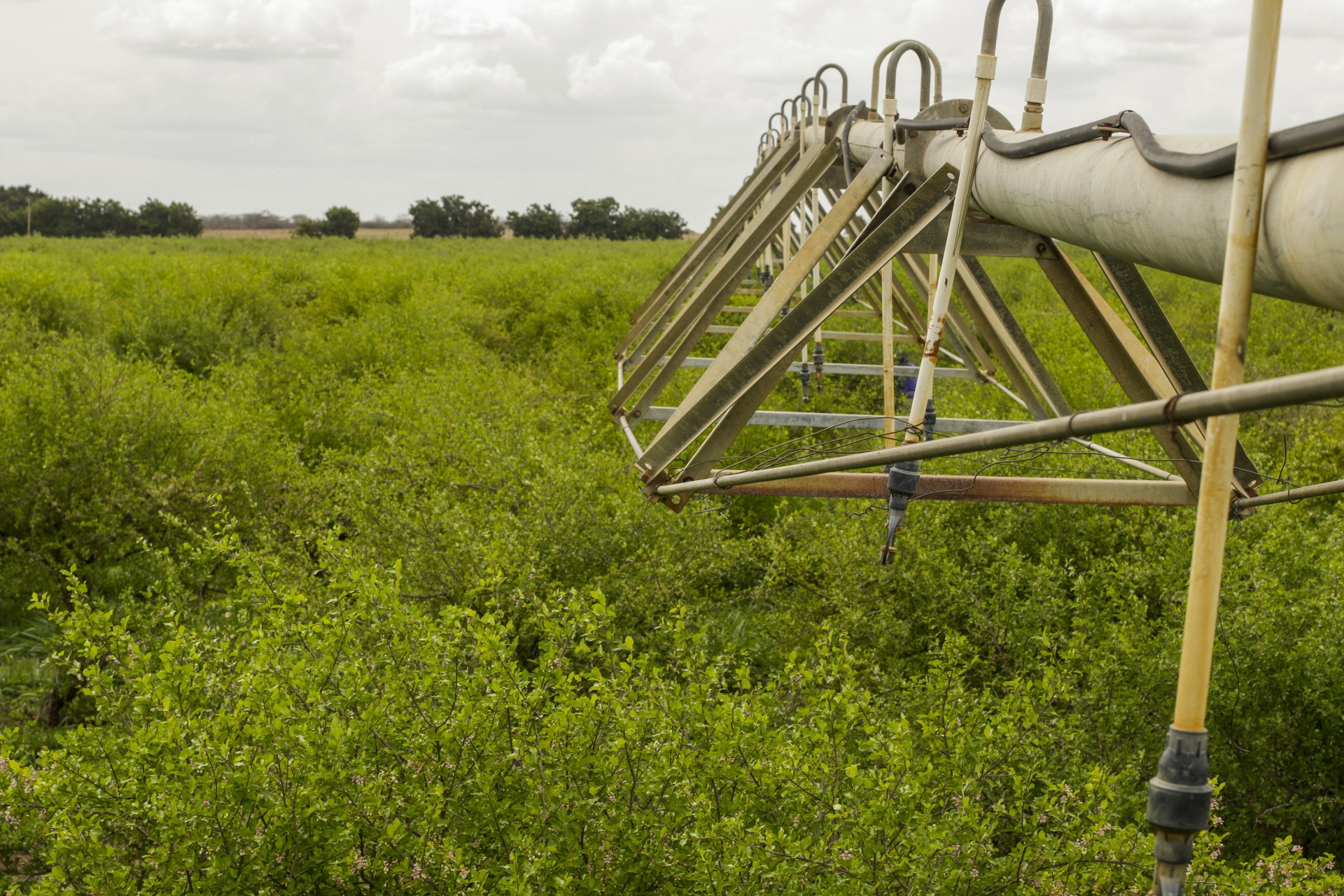 A fruticultura foi uma das principais atividades agrícolas a colaborar nos resultados cearenses (Foto: Thais Mesquita)