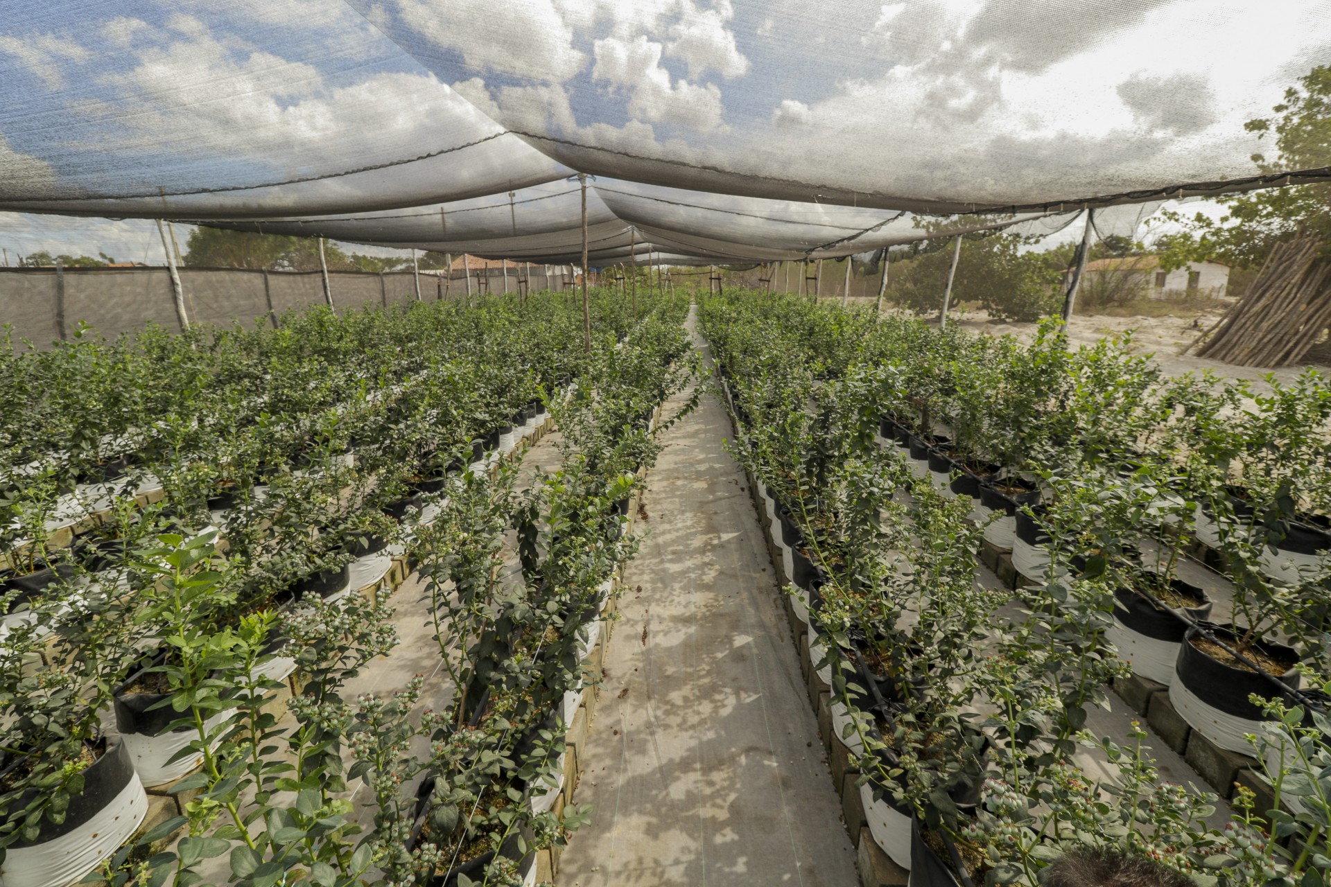 Mil pés da planta são cultivados na Serra da Ibiapaba (Foto: Thais Mesquita)