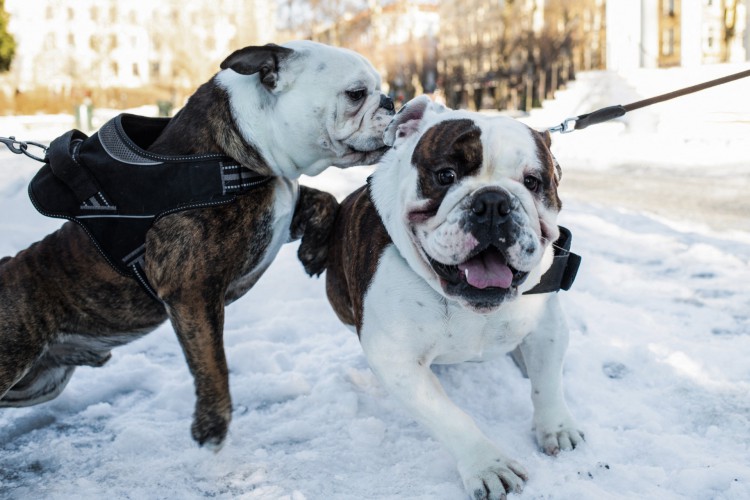 Dois buldogues ingleses são fotografados em Oslo, Noruega, em 7 de fevereiro de 2022