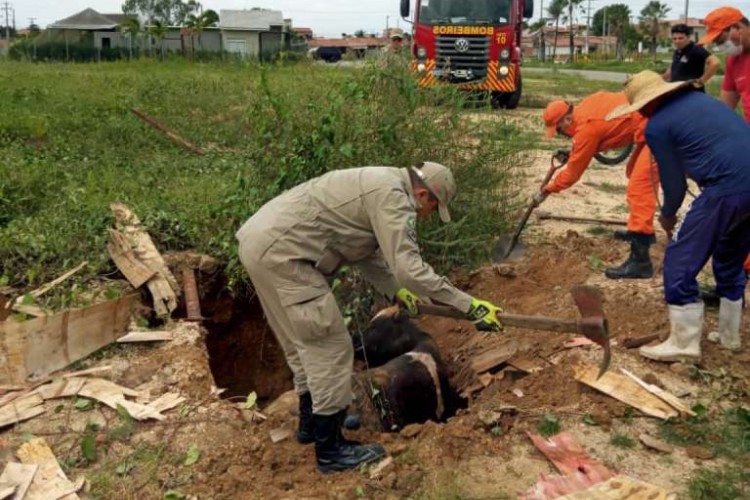 Boi preso em poço em Pacatuba