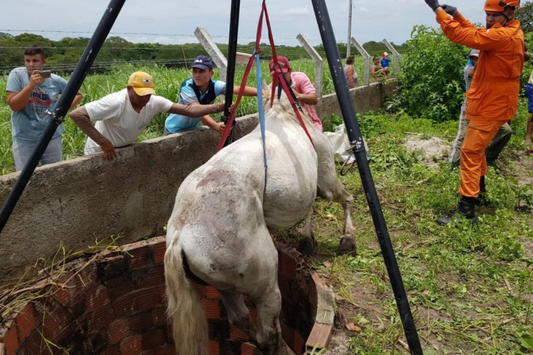 Cavalo é salvo de cacimba na cidade de Itapipoca