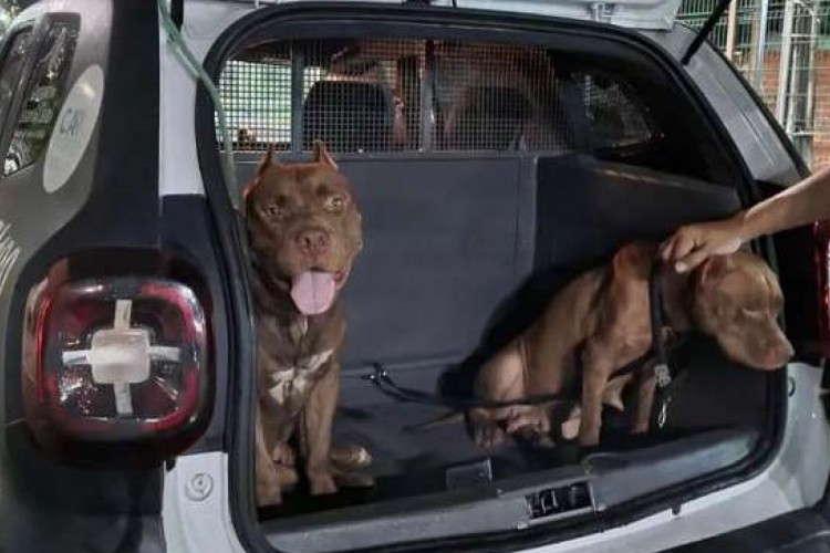 Cães estavam desidratados e famintos. Na foto, dois pitbulls estão dentro de uma viatura policial após serem resgatados