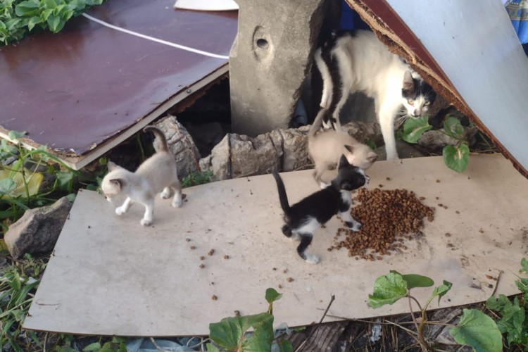 Animais abandonados no bairro Alvaro Weyne, em Fortaleza 