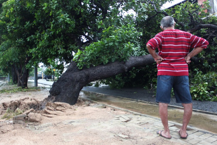 Foto de apoio ilustrativo. Árvore caída sobre fachada de casa, no bairro Vila Velha, em Fortaleza