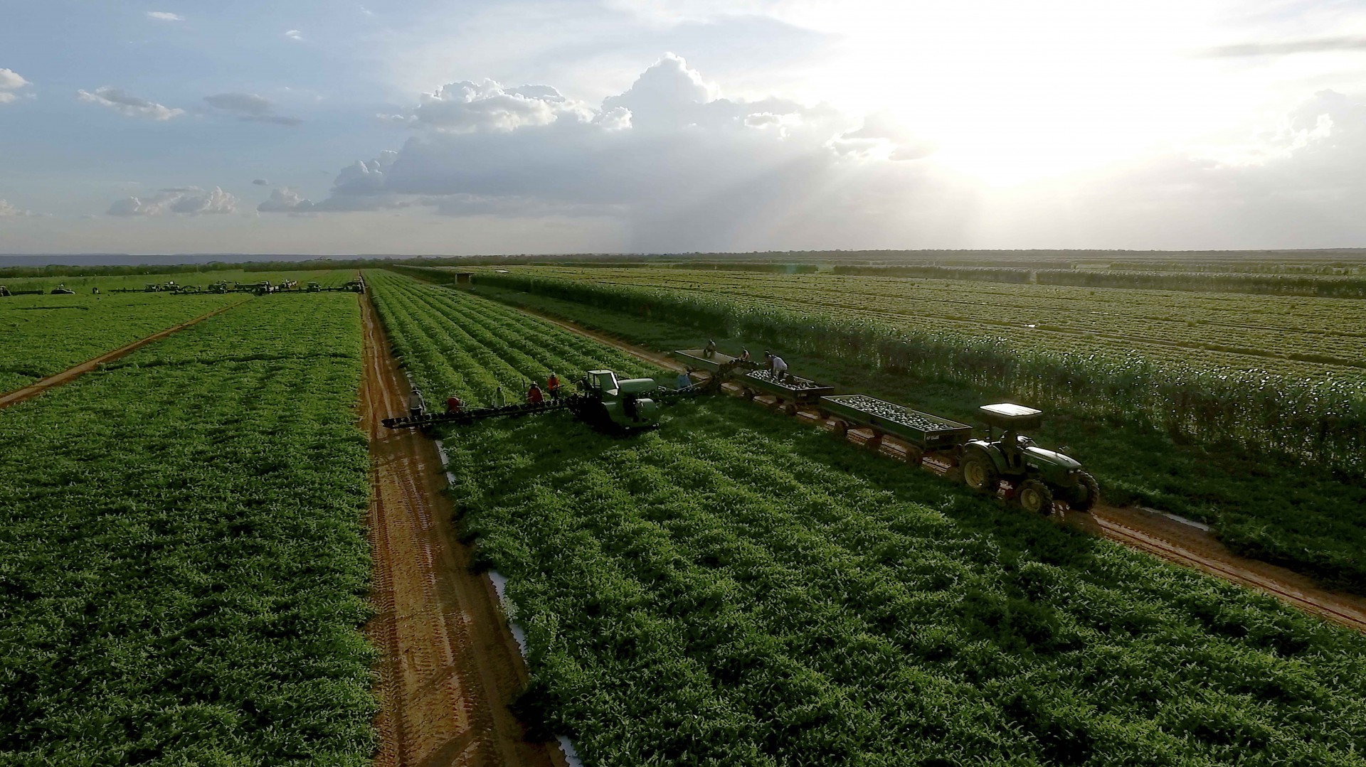 Brasil assiste à polêmica em torno do Projeto de Lei 1459/2022, que torna mais ágil a aprovação de agrotóxicos (Foto: Agricula Famosa/Divulgação)