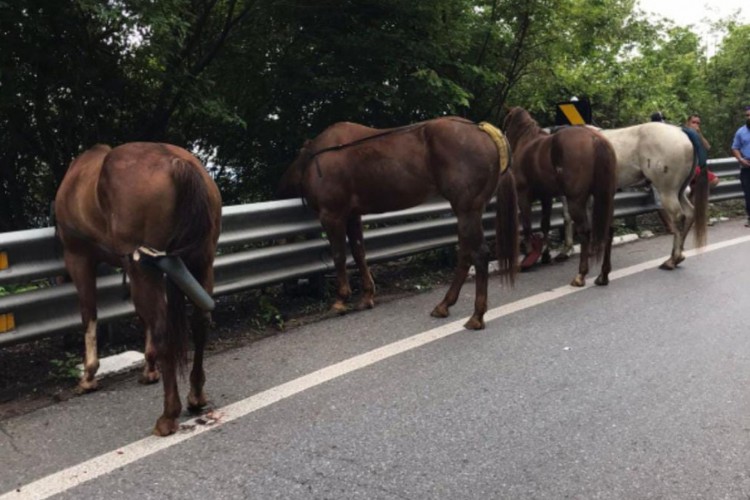 Caminhão que transportava cavalos do Maranhão tombou na BR-222, em Tianguá