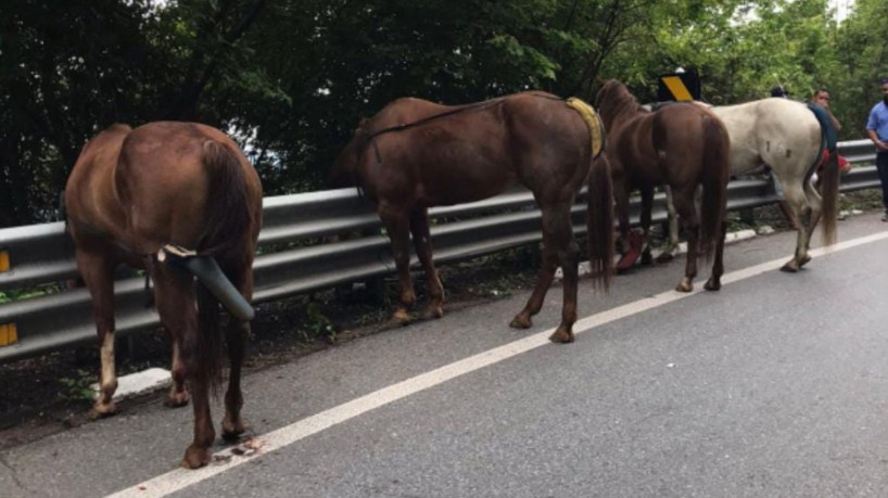 Saiba como são transportados os cavalos para os Jogos