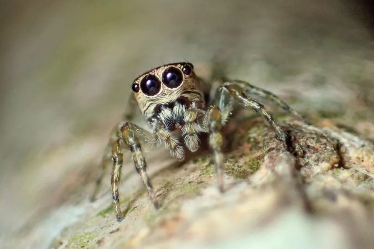 Esta espécie tem especialmente oito olhos, quatro na frente da cabeça e dois em cada lado