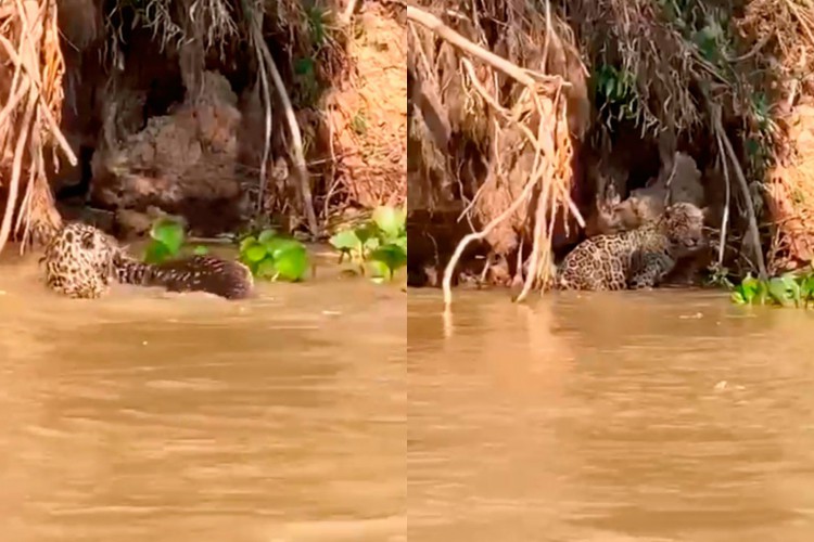 Imagens mostram o momento que uma onça-pintada ataca um jacaré no Pantanal mato-grossense