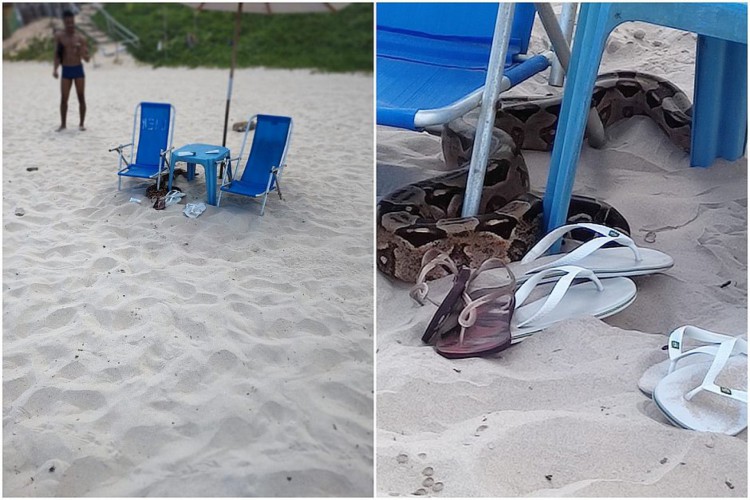 Cobra aparece em praia de praia de Jaguaribe, em Salvador.  o animal só foi percebido pelos presentes quando uma mulher sentiu algo encostando em sua perna.