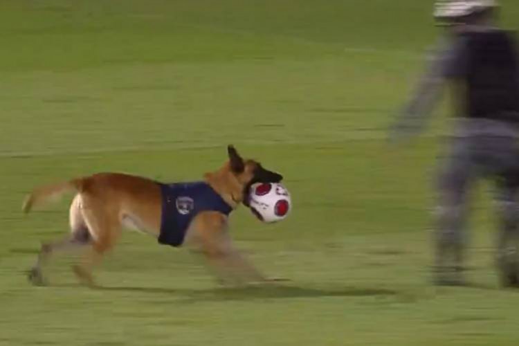 O cachorro é raça Pastor Alemão e é chamado de Zumbi