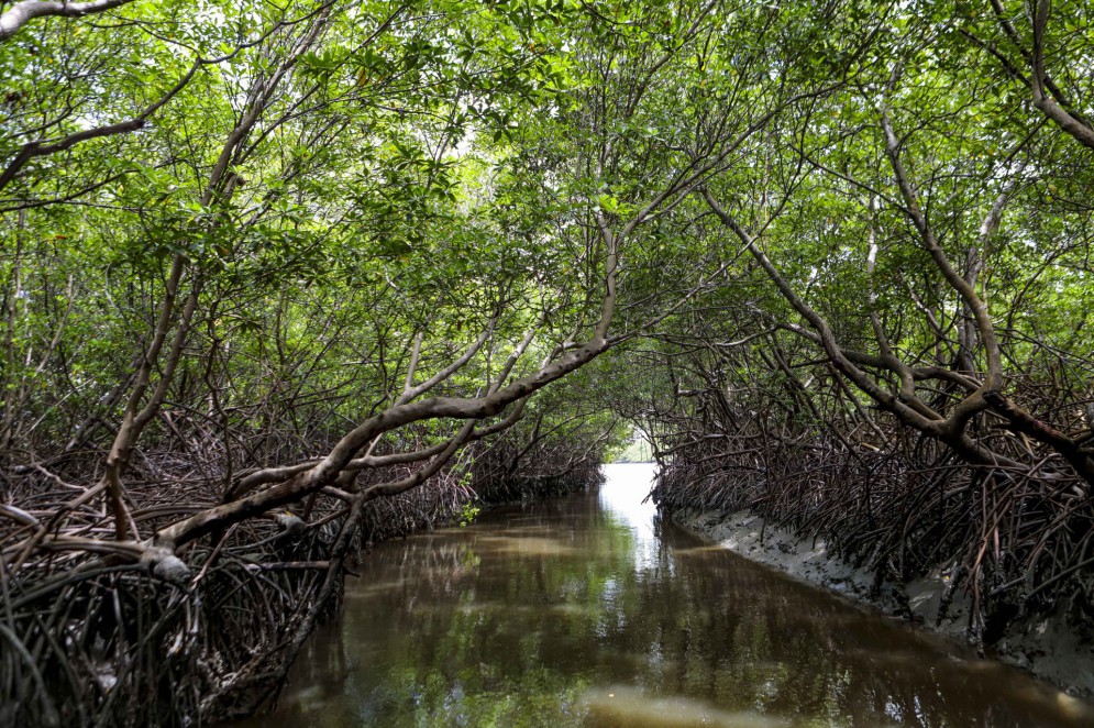 Mangue do rio Aracatiaçú, no assentamento Barra de Moitas, em Amontada. Na foto, trecho do passeio chamado Túnel do Amor, que se estende por 180 metros dentro do manguezal(Foto: FCO FONTENELE)