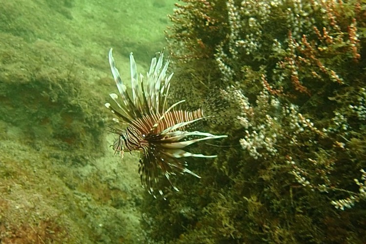 Peixe-leão representa um perigo ambiental e econômico, além de oferecer riscos aos seres humanos por ser uma espécie venenosa