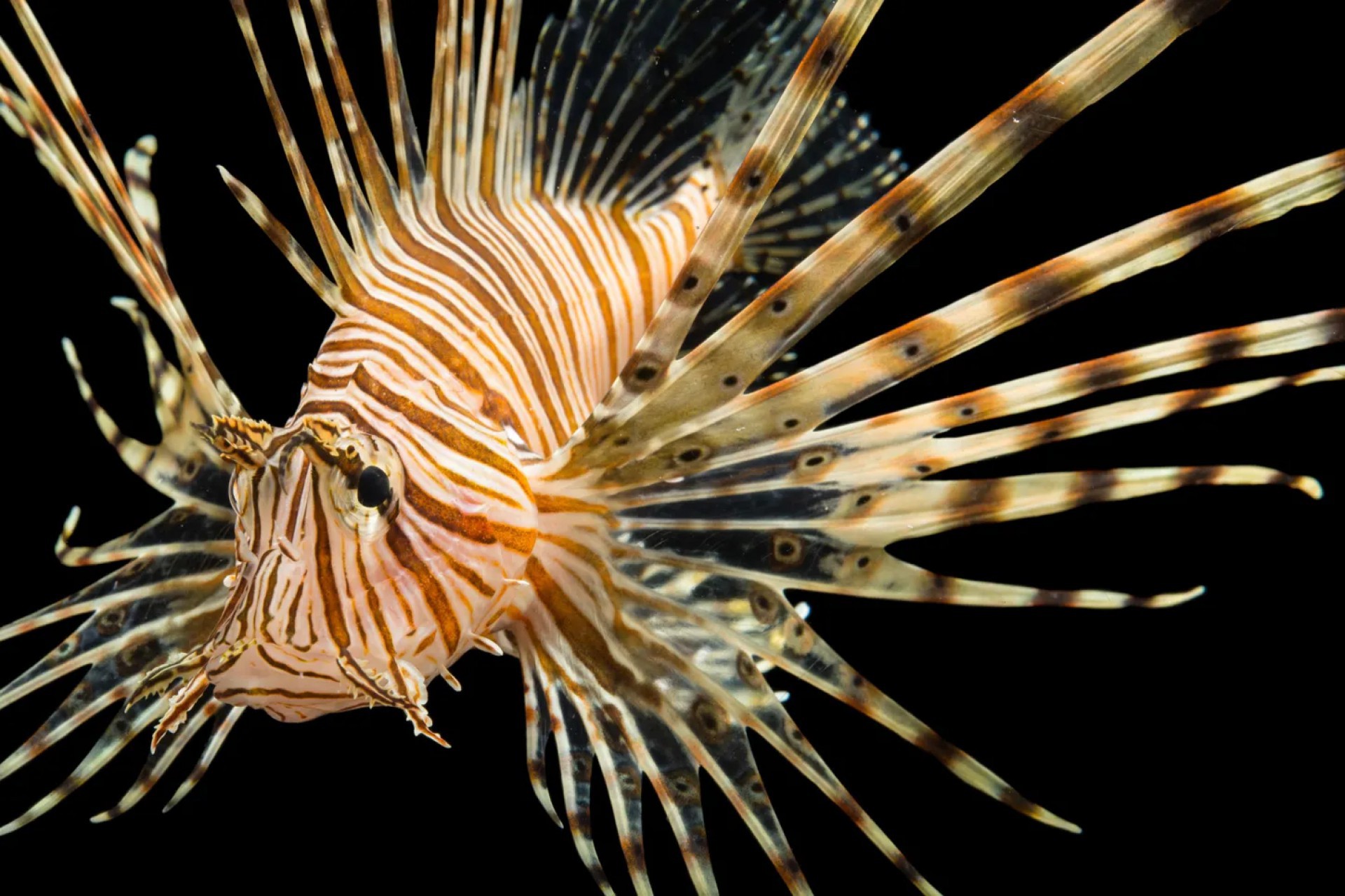 Peixe-leão é uma espécie invasora e ameaça o bioma marinho do Ceará 
 (Foto: Reprodução/Joël Sartori para National Geographic Brasil)