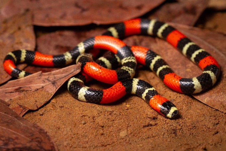 Foto de apoio ilustrativo. Centenas de atendimentos por picadas de cobras são feitos no IJF por ano