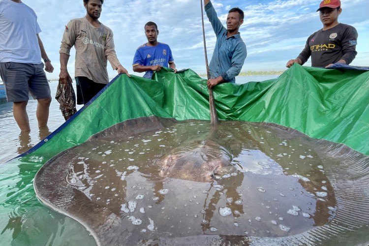 Arraia gigante de água doce feminina – pesando 181 kg e medindo 3,96 metros de comprimento – - que foi capturado e solto no rio Mekong, na província de Stung Treng, no Camboja