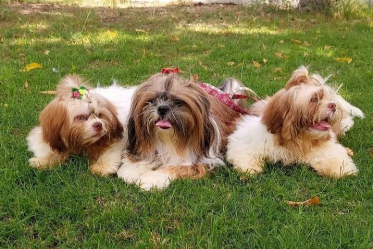 Shih-Tzu a raça é uma das mais badaladas no mercado de cães