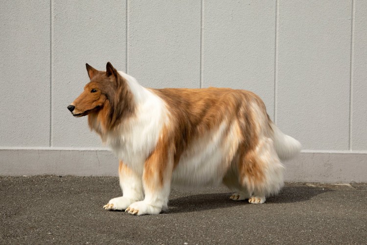 Japonês gasta R$ 75 mil e realiza sonho de se 'transformar' em cachorro da raça collie