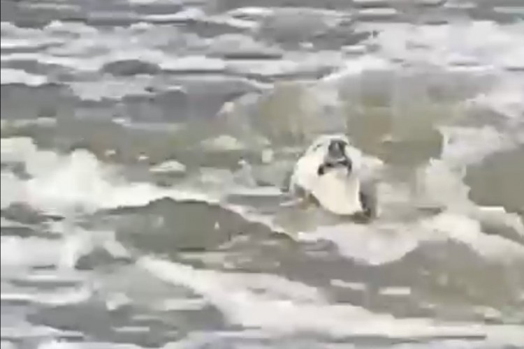 Um cachorro estava sendo levado pela correnteza do rio Pacoti, no município de Aquiraz, na Região Metropolitana de Fortaleza (RMF)