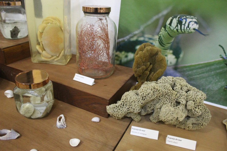 A exposição irá representar a biodiversidade do Ceará, com peças de mamíferos, insetos e aves