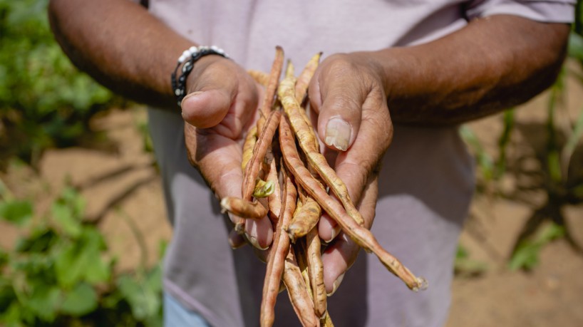 ￼NO Brasil, seria possível produzir 43mi toneladas de alimentos 