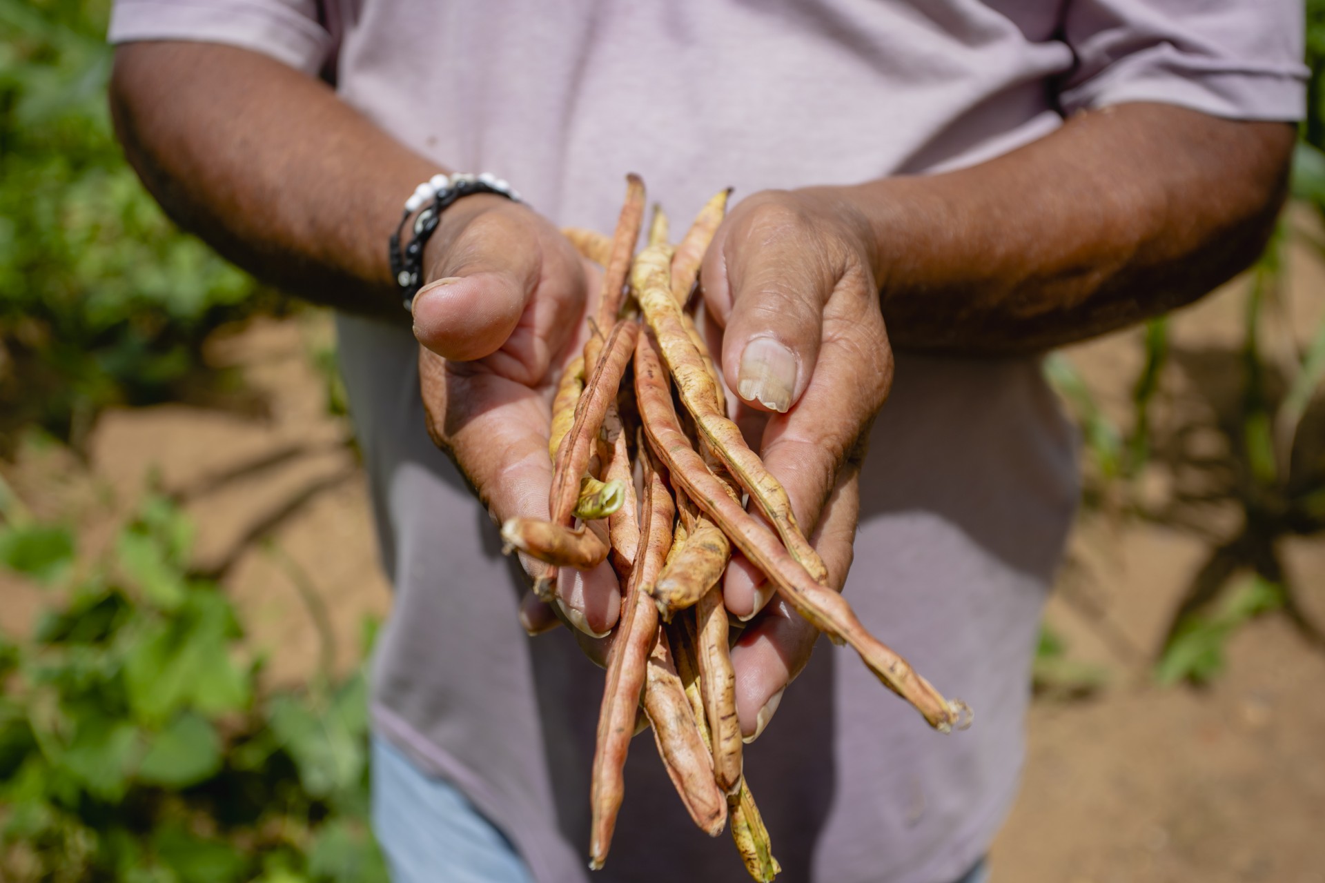 ￼NO Brasil, seria possível produzir 43mi toneladas de alimentos (Foto: Aurelio Alves)