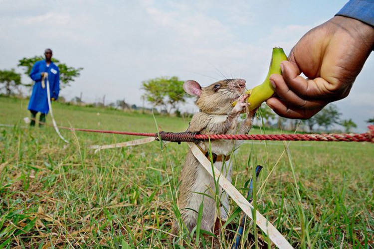 Projeto Ratos Herois da ONG APOPO treina os roedores para acessar áreas nas quais cães não conseguem acessar