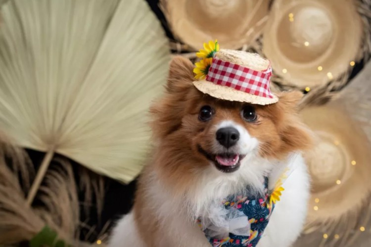 Com barraca do ‘lambeijo’, comidas especiais e brinquedos para os pets, festa junina destinada para cachorros acontece hoje, 18, em shopping de Goiânia