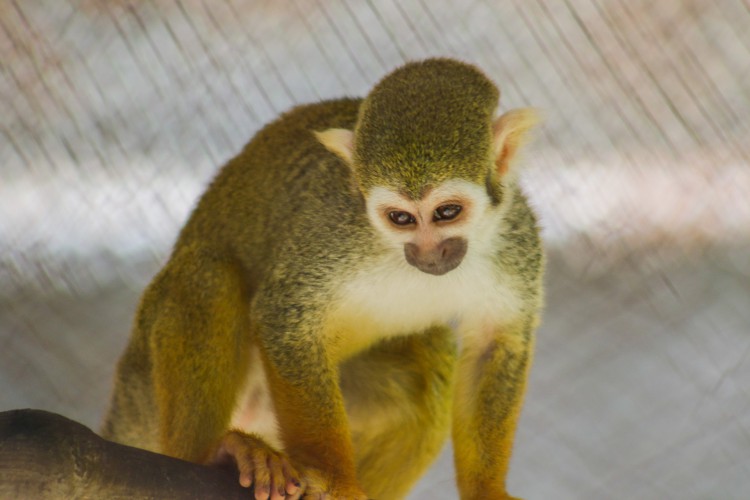 Macacos são atração no zoológico Sargento Prata