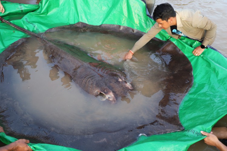 Arraia gigante de água doce de 300 kg que foi capturada e solta no rio Mekong, na província de Stung Treng, no Camboja. Um pescador no rio Mekong, no Camboja