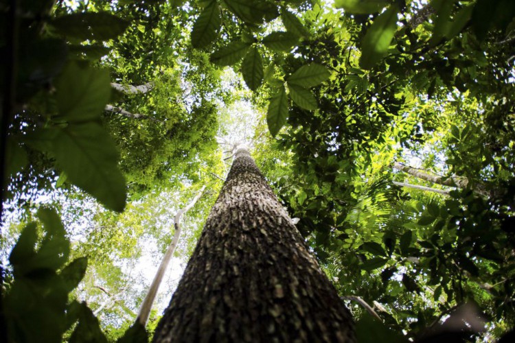 floresta Amazônica