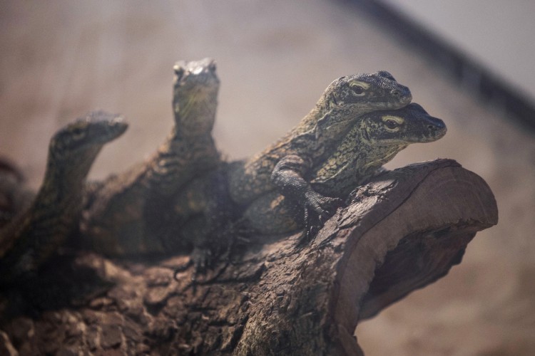 Dragões de Komodo juvenis de quatro meses, chocados em cativeiro como parte de um programa de reprodução para o lagarto ameaçado de extinção