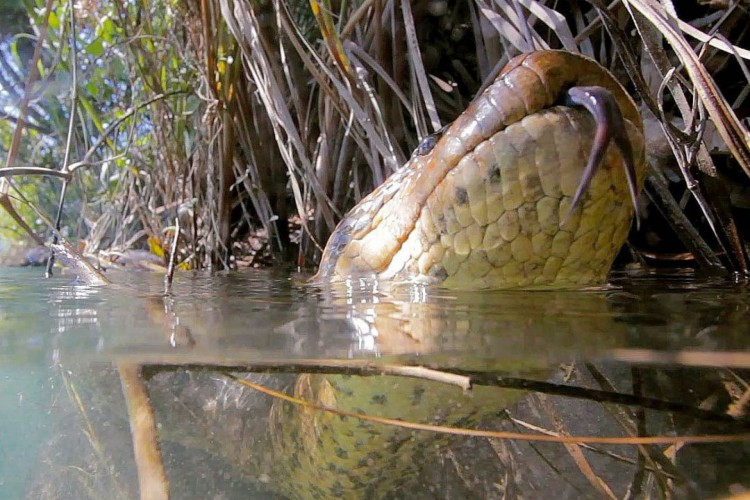 Fotógrafo fica cara a cara com sucuri gigante nadando no fundo de rio de água cristalina