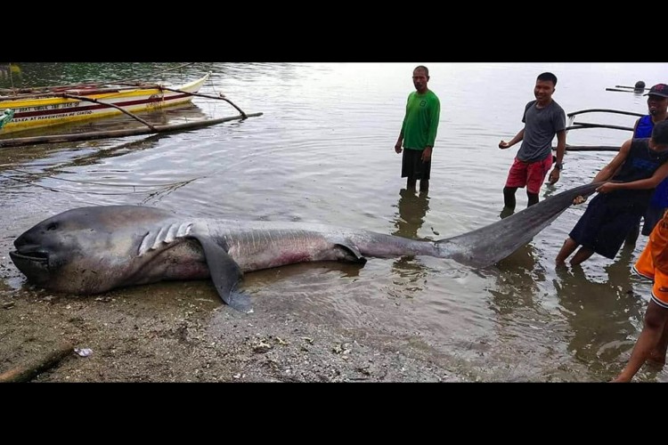 Locais mexem no tubarão encontrado morto nas Filipinas