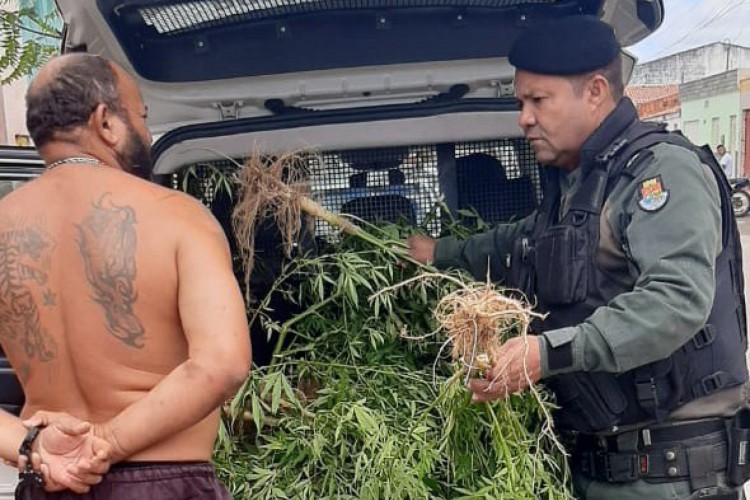 Homem é preso com plantação de maconha no quintal da própria casa no interior do Ceará