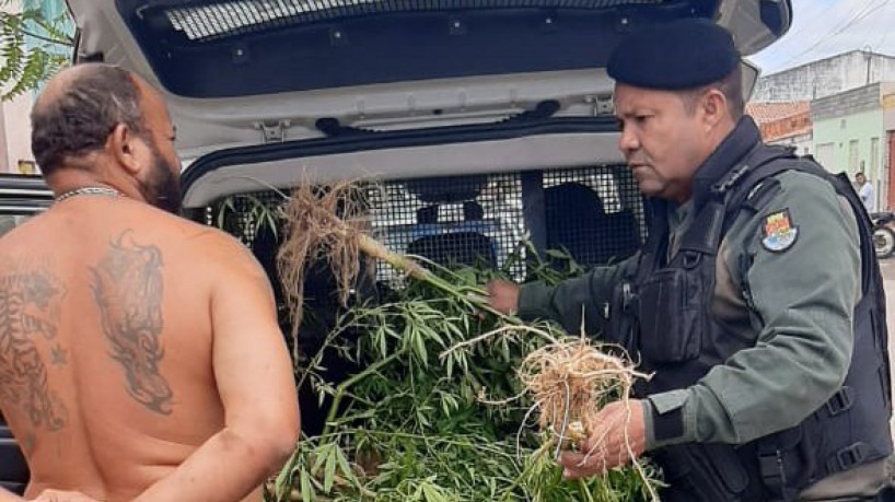 Homem é preso com plantação de maconha no quintal da própria casa no interior do Ceará 