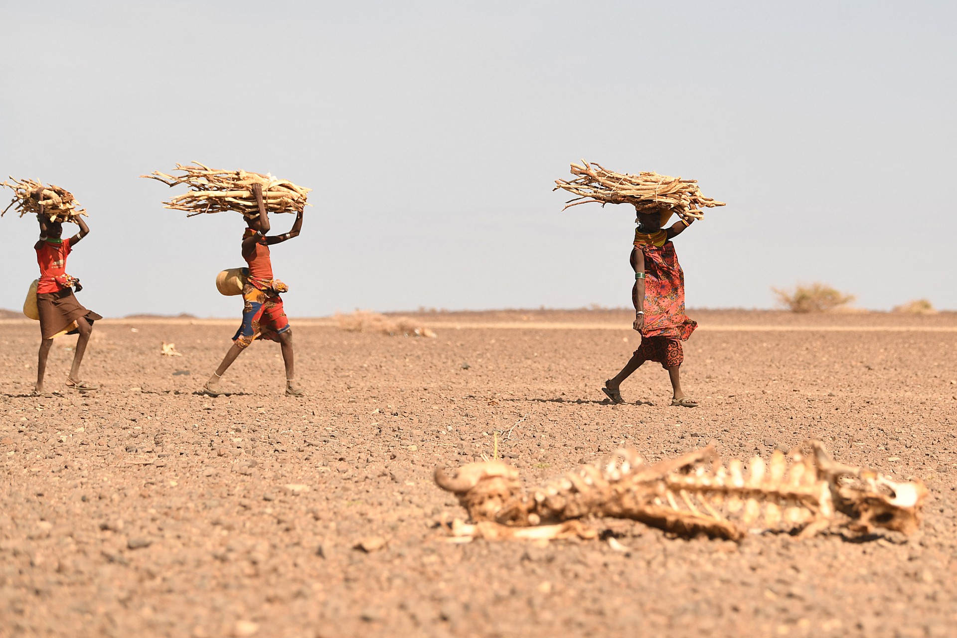 Mulheres turkana carregando lenha passam por uma carcaça de vaca, na área de Loiyangalani, que é a mais afetada pela seca prolongada, em Marsabit, norte do Quênia, em 12 de julho de 2022.  (Foto: Simon MAINA / AFP)