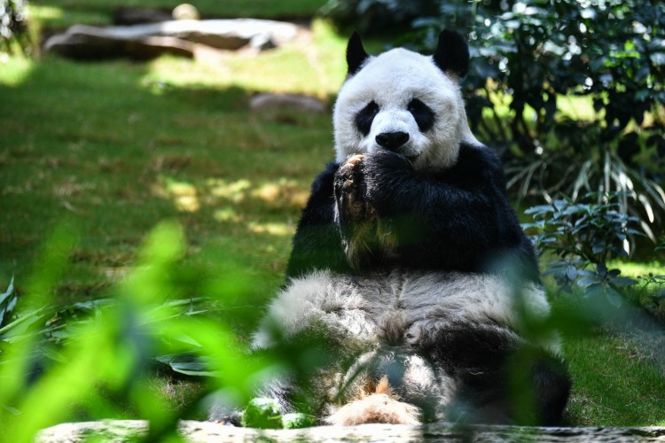 Nesta foto de arquivo tirada em 19 de maio de 2020, o panda gigante An An come lanches em seu recinto no parque temático local atualmente fechado Ocean Park, em Hong Kong. O panda gigante macho de vida mais longa do mundo sob cuidados humanos, An An, morreu aos 35 anos