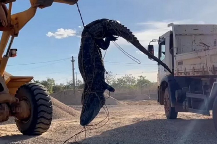 Animal foi encontrado no lago de uma mineradora

