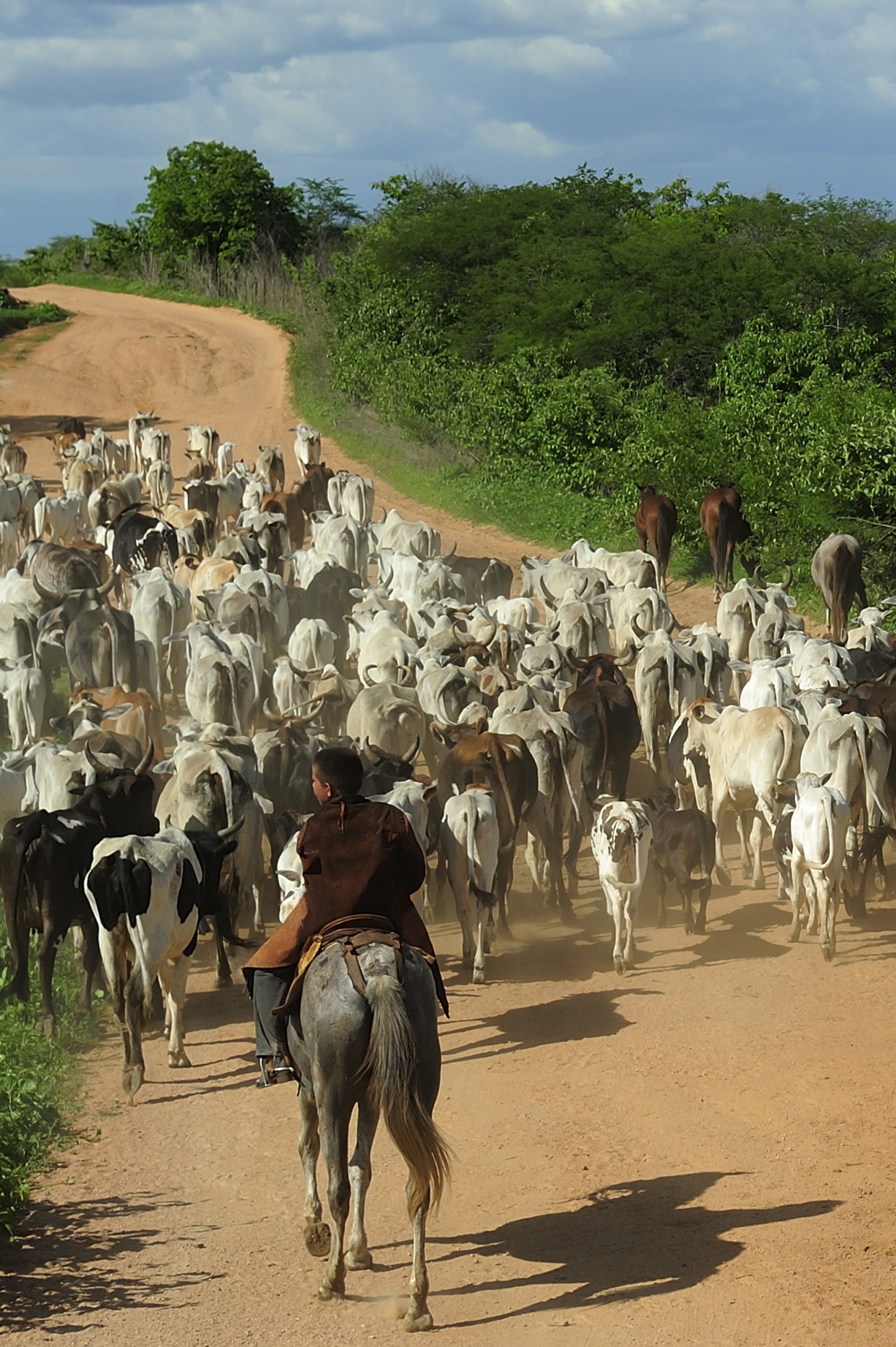 ￼CEARÁ tem cerca de 3 milhões de cabeças de gado, segundo a Faec (Foto: Fernando Frazão/Agência Brasil)