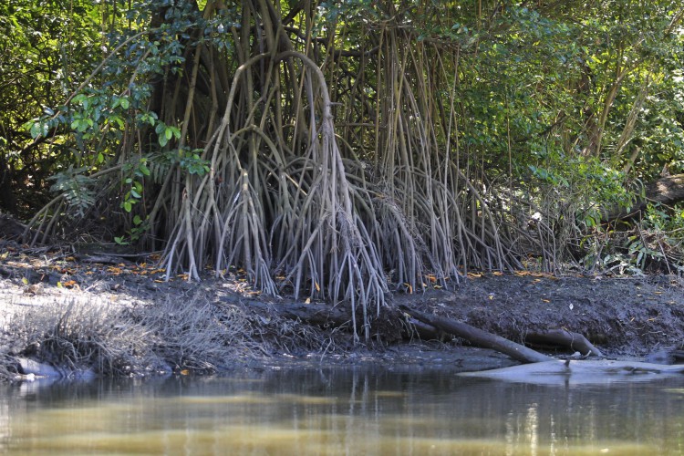 ￼ PARQUE ESTADUAL do Cocó possui área de manguezal